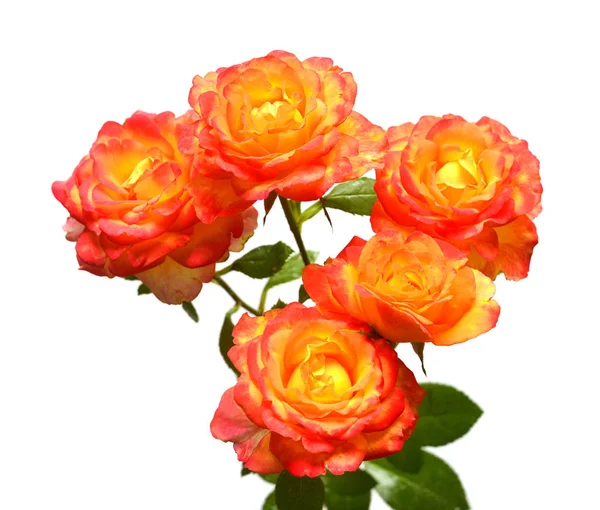 Bouquet Von Schönen Blumen Orange Rosen Isoliert Auf Weißem Hintergrund — Stockfoto