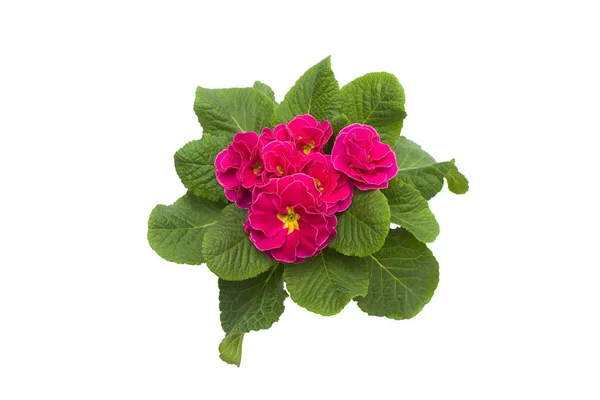Rosa Och Gula Primrose Blommor Isolerad Vit Bakgrund Platt Lekmanna — Stockfoto
