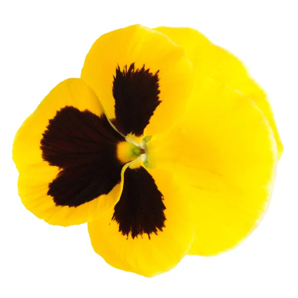 Flores Amarillas Pansy Aisladas Sobre Fondo Blanco Piso Tendido Vista — Foto de Stock