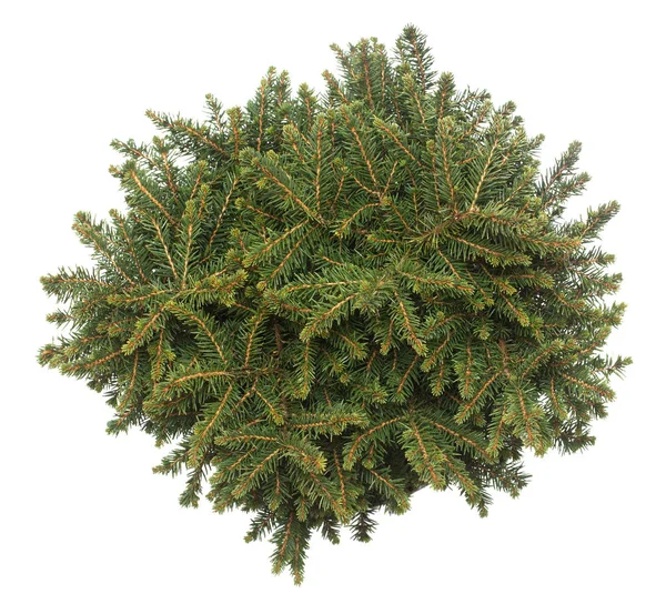 Spruce Picea Omorika Karel Isolerad Vit Bakgrund Barrträd Julgran Nytt — Stockfoto