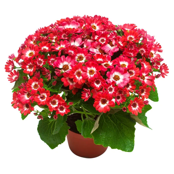 Flor Rosa Cineraria Con Hojas Maceta Aisladas Sobre Fondo Blanco — Foto de Stock