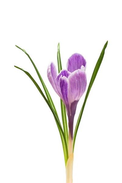 Beyaz Arka Plan Üzerinde Izole Güzel Çiğdem Çiçek Bahar Çiçekleri — Stok fotoğraf