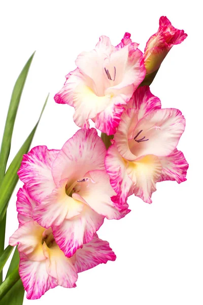 Gren Gladiolus Rosa Blomma Isolerad Vit Bakgrund Platt Lekmanna Top — Stockfoto