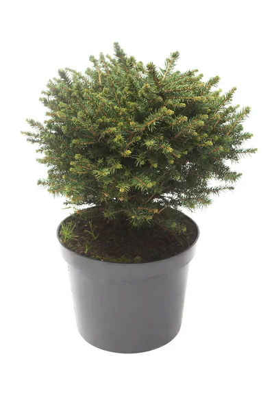 배경에 냄비에 가문비나무 Picea Omorika 수입니다 크리스마스 트리입니다 — 스톡 사진