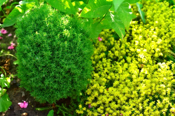 Lato Tle Ogrodzie Thuja Teddy Dzika Trawa Sedum Acre Przyrody — Zdjęcie stockowe