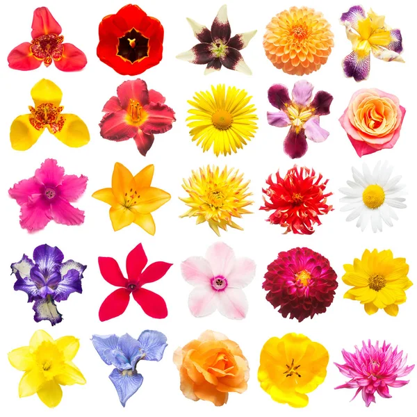 Flowers collection of assorted roses, daisies, irises, pansies, tigridia, daffodil, tulip, lilies, gerbera, cyclamen isolated on white background. Flat lay, top view — Stock Image Flowers Collection Assorted Roses Daisies Irises Pansies Tigridia Daffodil Tulip Royalty Free Stock Photos