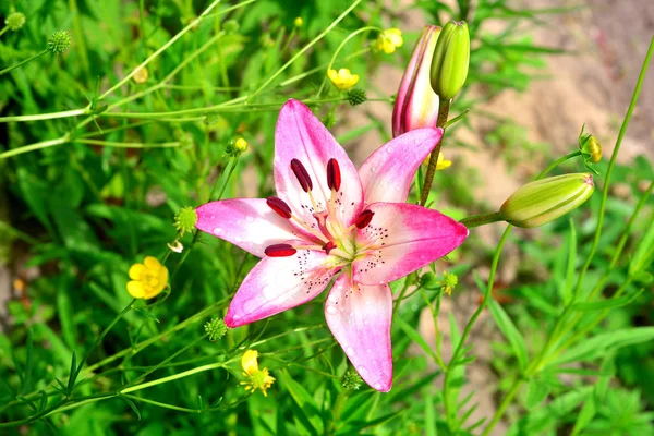 美しいピンクのユリの花は芽屋外の庭の柔らかい緑の背景にクローズ アップです フラット横たわっていた トップ ビュー — ストック写真