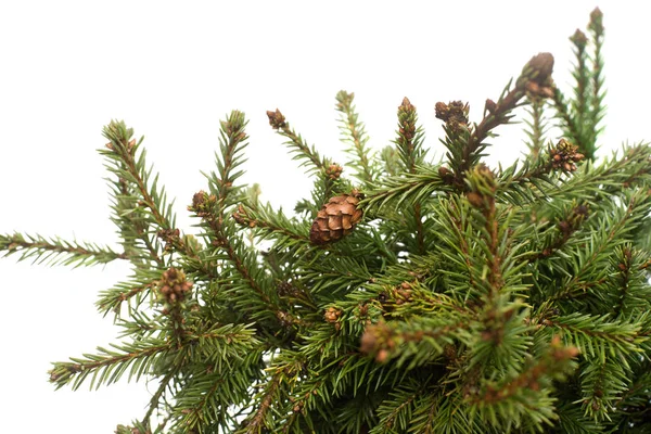 Fichte Picea Abies Pusch Mit Zapfen Isoliert Auf Weißem Hintergrund — Stockfoto