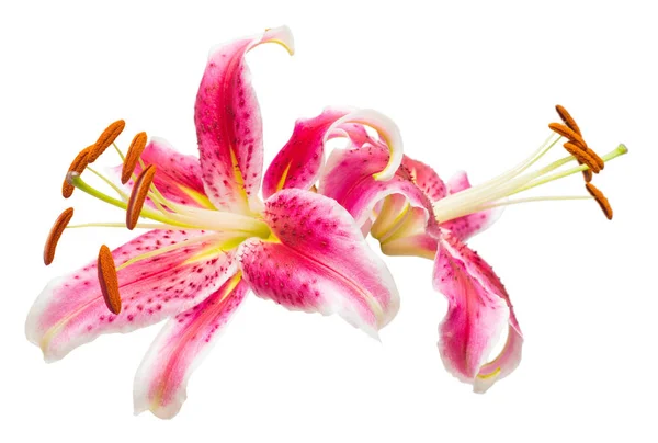 おしべとめしべ 白い背景に分離されたピンクのユリの花の美しい花束 ヒトデの形 フラット横たわっていた トップ ビュー — ストック写真