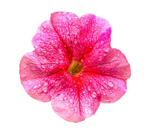 Różowy Kwiat Petunia Kwitnąć Makro Białym Tle Widok Płaski Świeckich — Zdjęcie stockowe
