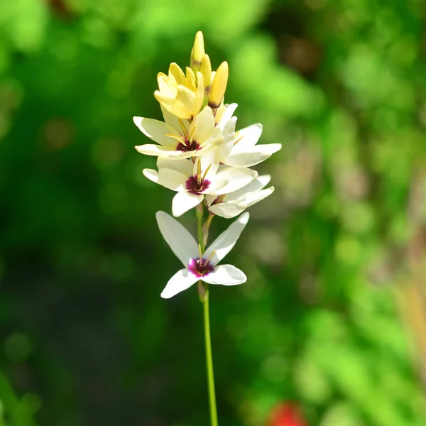 Schöne Weiße Ixia Blüten Frisch Auf Einem Morgendlichen Grünen Hintergrund — Stockfoto