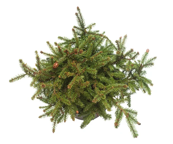 Fichte Picea Abies Pusch Mit Zapfen Einem Topf Isoliert Auf — Stockfoto