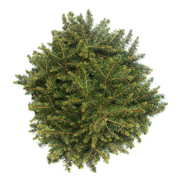 Spruce Picea Omorika Karel Isolerad Vit Bakgrund Barrträd Julgran Nytt — Stockfoto