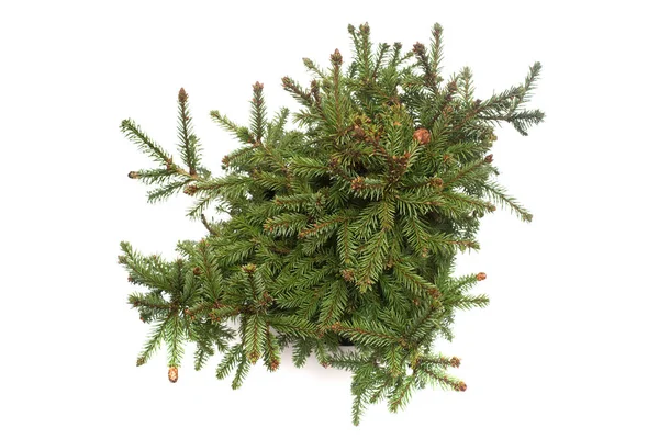 Spruce Picea Abies Pusch Med Kottar Isolerad Vit Bakgrund Barrträd — Stockfoto