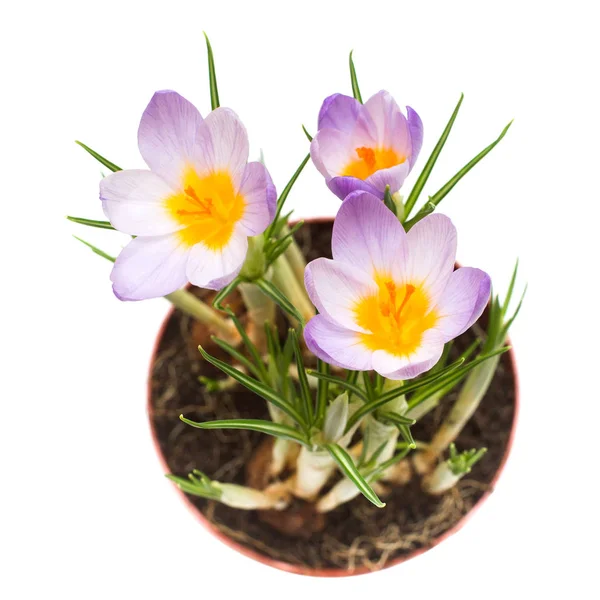 Hermosa Flor Azafrán Aislada Sobre Fondo Blanco Las Primeras Flores — Foto de Stock