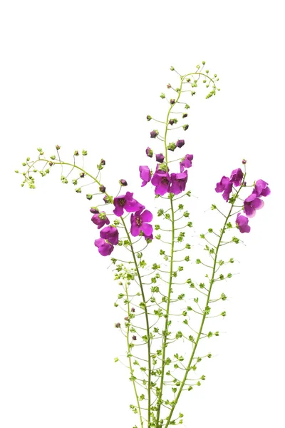 在白色背景下被隔绝的野生草弯曲的形状 美丽的野花花束 不寻常的草 紫色的颜色 顶部视图 — 图库照片