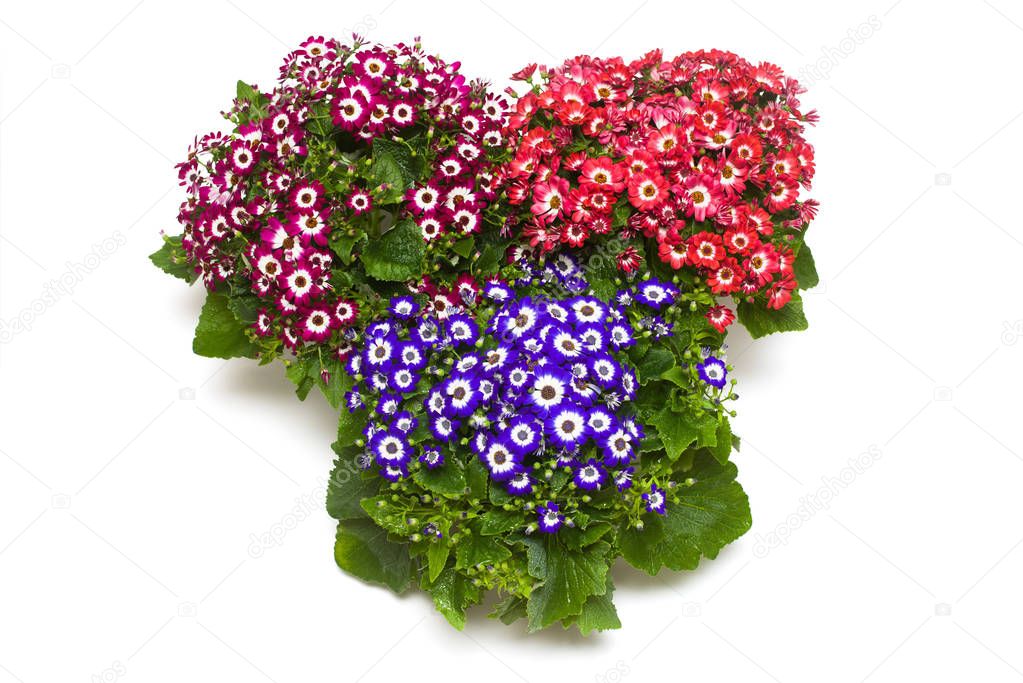 Three pink and blue flowers cineraria with leaves in a pot isolated on white background. Flat lay, top view