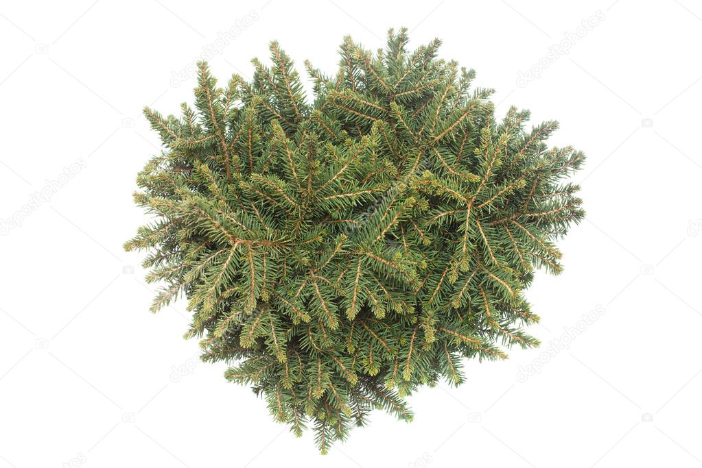 Spruce Picea Omorika Karel isolated on white background. Conifers. Christmas tree. New Year