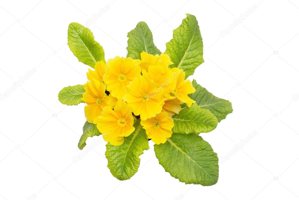 Yellow primrose flowers isolated on white background. Flat lay, top view