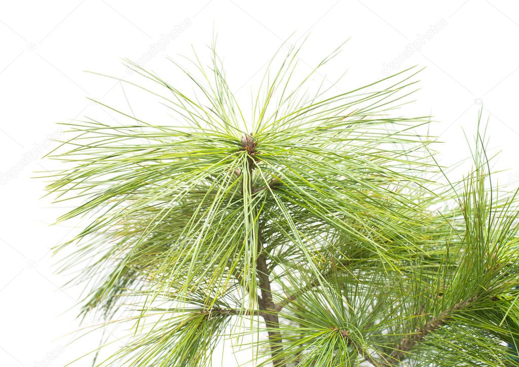 Pinus wallichiana Bhutan Pine branch isolated on white background. Coniferous tree 
