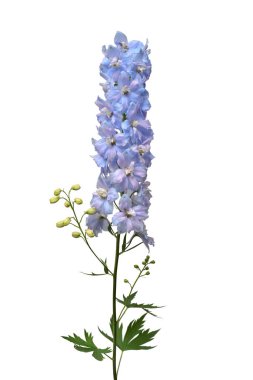 Beyaz arka planda izole edilmiş güzel mavi Delphinium çiçeği. F