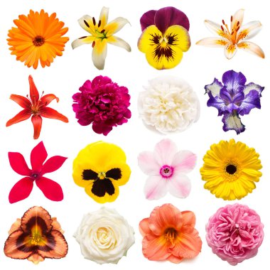 Koleksiyon çiçekleri calendula, gül, iris, zambak, gerbera, sikclame