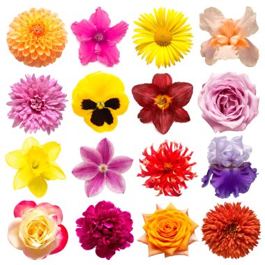 Koleksiyon çiçekleri gül, zambak, gerbera, dahlia, siklamen, 