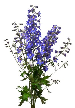 Güzel bir buket mavi Delphinium çiçeği beyaz sırt üzerinde izole edilmiş.