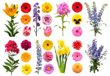 Koleksiyon güzel çiçek dezenyum, zambak, gerbera, carnatio