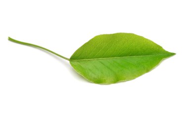 Elma yaprağı beyaz bir arkaplanda izole edilmiş. Doğa konsepti. Düz 