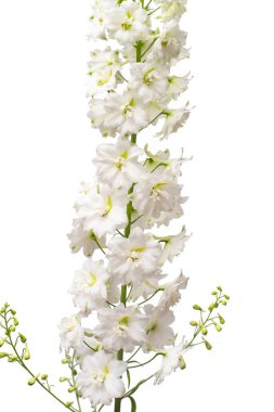 Beyaz arkaplanda izole edilmiş güzel beyaz Delphinium çiçeği. 