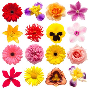 Koleksiyon çiçekleri güller, zambak, gerbera, dahlia, siklamen,