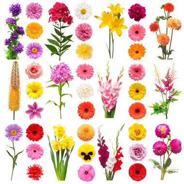 Koleksiyon güzel çiçekler zambak, gerbera, eremurus, karanfil,