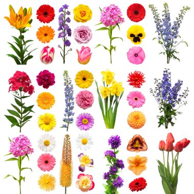 Koleksiyon güzel çiçekler lale, delinyum, zambak, gerbera, e
