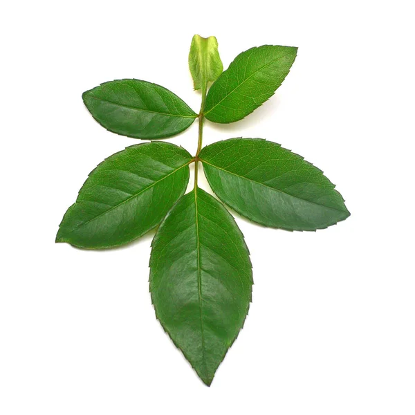 Rama de una rosa con hoja aislada sobre fondo blanco. Piso la —  Fotos de Stock