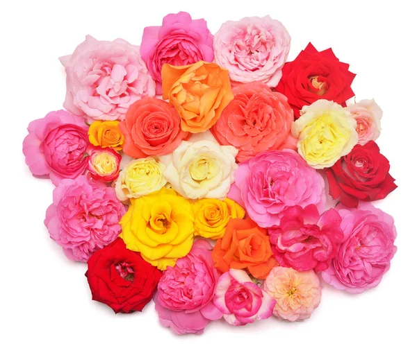Kolekcja róż kwiaty wielobarwny układ izolowane na — Zdjęcie stockowe