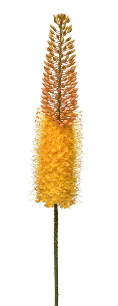 Yellow eremurus flower isolated on white background. Flat lay, t — Stock Photo, Image