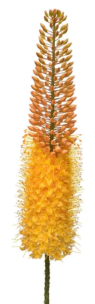 Yellow eremurus flower isolated on white background. Flat lay, t — Stock Photo, Image