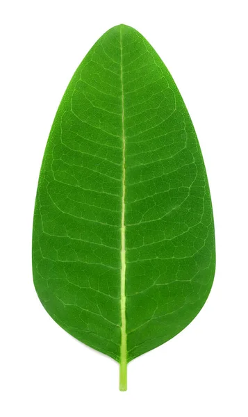 Folha verde fresca isolada sobre fundo branco. Flat lay, top vie — Fotografia de Stock