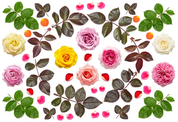 Coleção flores rosas com folha e pétalas isoladas em um whit — Fotografia de Stock