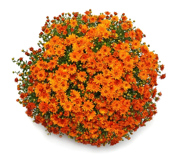 Chrysantheme multiflora Blüten orange im Topf isoliert auf weiß — Stockfoto