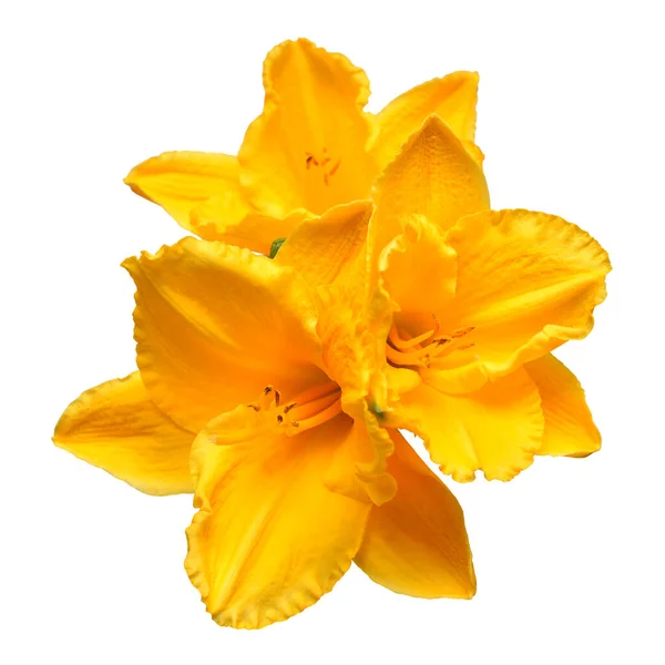Ramo flores amarillo día lirio hermoso delicado aislado en w —  Fotos de Stock