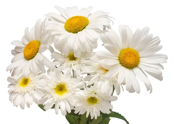 Bukett vit tusensköna blomma isolerad på vit bakgrund. Flat la — Stockfoto