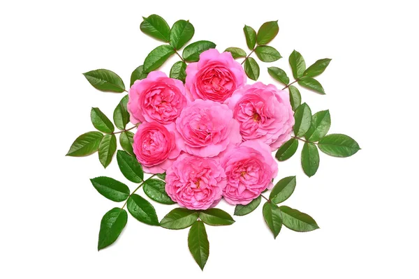 Roze Engels roos boeket met bladeren van David Austin geïsoleerd o — Stockfoto
