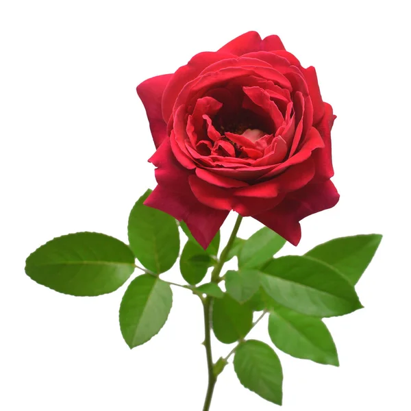 Flor de rosa vermelha isolada no fundo branco. Cartão de casamento, noivo — Fotografia de Stock