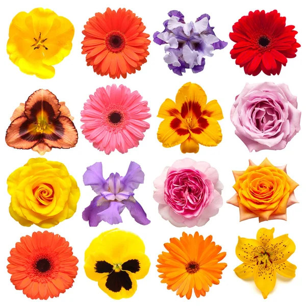 Συλλογή λουλουδιών τουλίπα, καλέντουλα, τριαντάφυλλο, ίριδα, κρίνο, ζέρμπερα, — Φωτογραφία Αρχείου