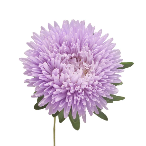Violeta flor aster isolado no fundo branco. Macro, margarida . — Fotografia de Stock