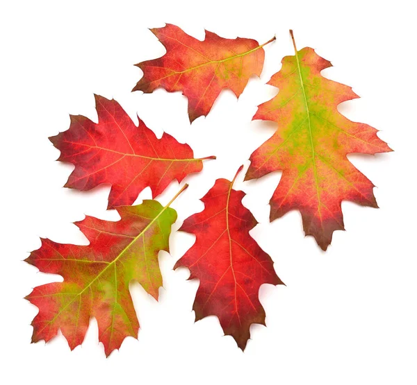 Kolekce dubových podzimních listů izolovaných na bílém podloží — Stock fotografie