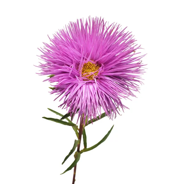 Fiore viola aster isolato su sfondo bianco. Macro, margherita . — Foto Stock