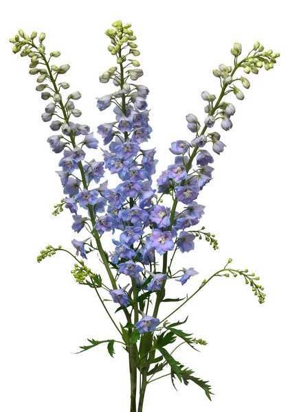Piękny bukiet niebieski kwiat delphinium izolowane na białym backg — Zdjęcie stockowe